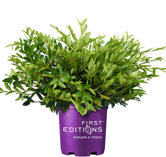 Vintage Jade Distylium Plant Guide